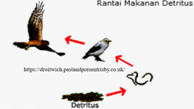 Mengungkap Proses dan Contoh Rantai Makanan Detritus